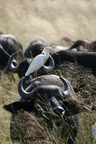 An egret catches a ride on the back of a buffalo