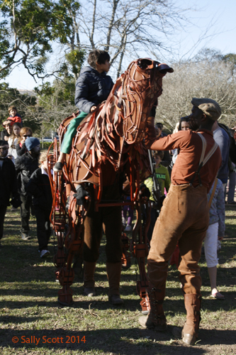 Joey, the lead character from the production of War Horse, takes children for rides in the grounds of Rhodes University