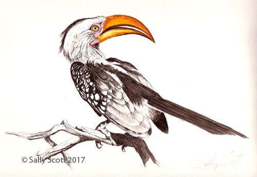 yellow-billed-hornbill-1-psweb
